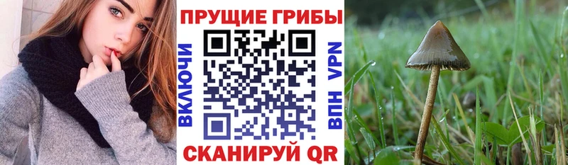 Псилоцибиновые грибы Cubensis  Купить где  Остров 
